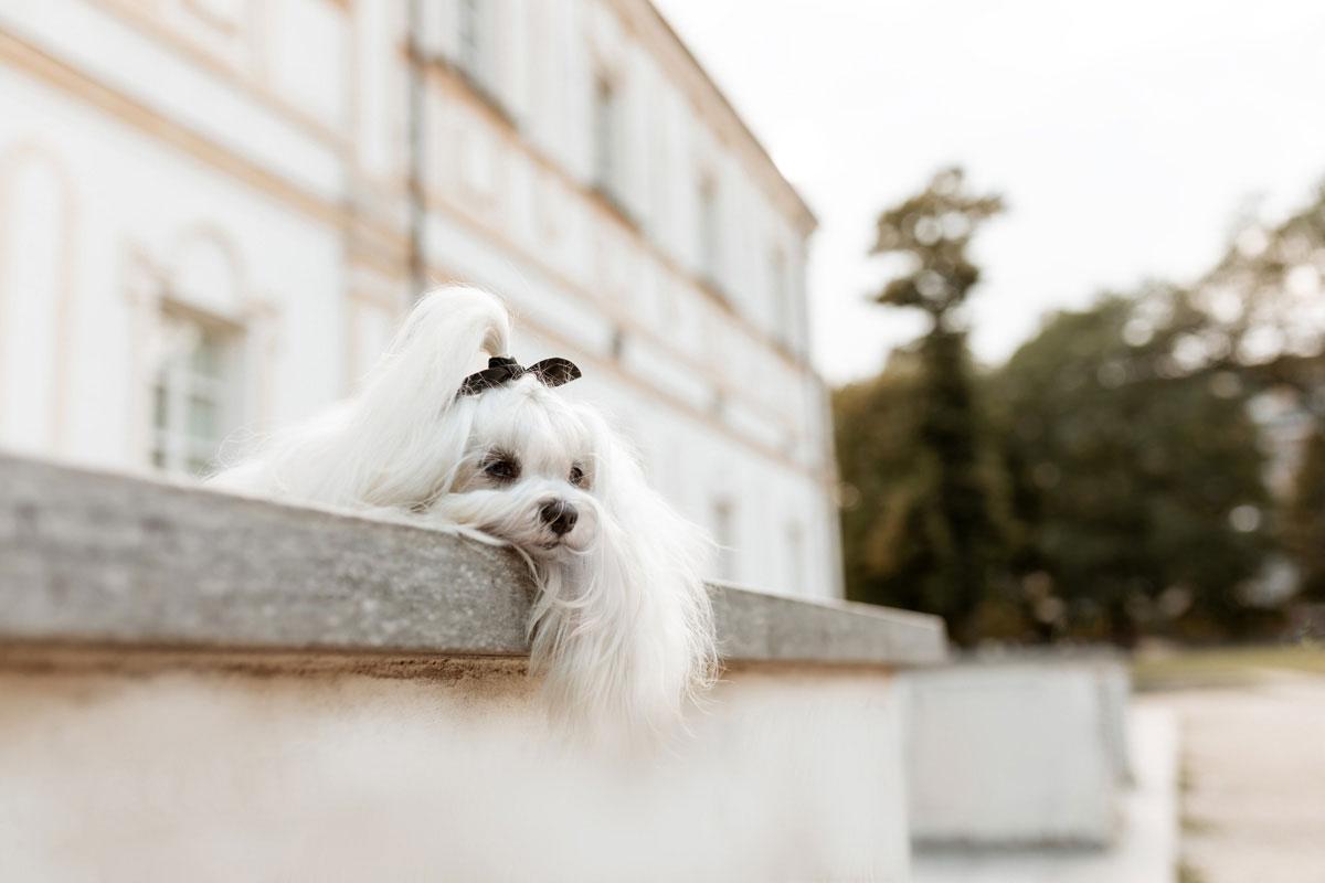 Servizio fotografico cani Torino
